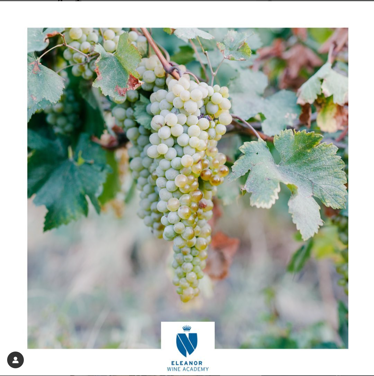 🍇GRAPE VARIETY Melon de Bourgogne🍇 Eleanor Wine Academy