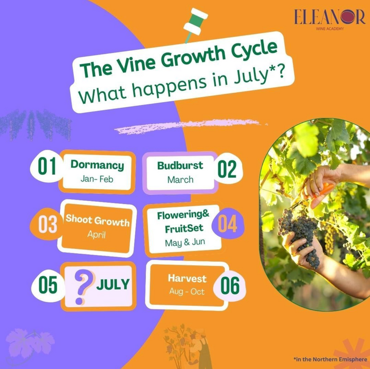 The Vine Growth Cycle
